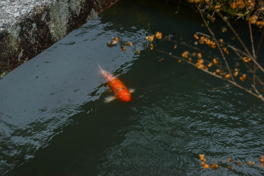 DSC_0263.Edit3_Res80_W900