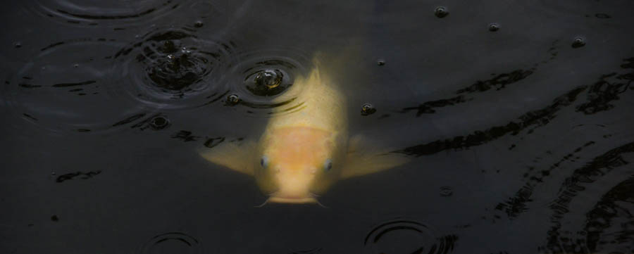 DSC_9777_Edit3_Res80_W900